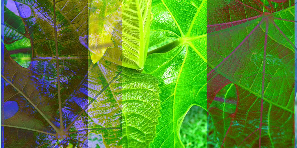 Figs, 2010 ©Linda Nye 2010-2014