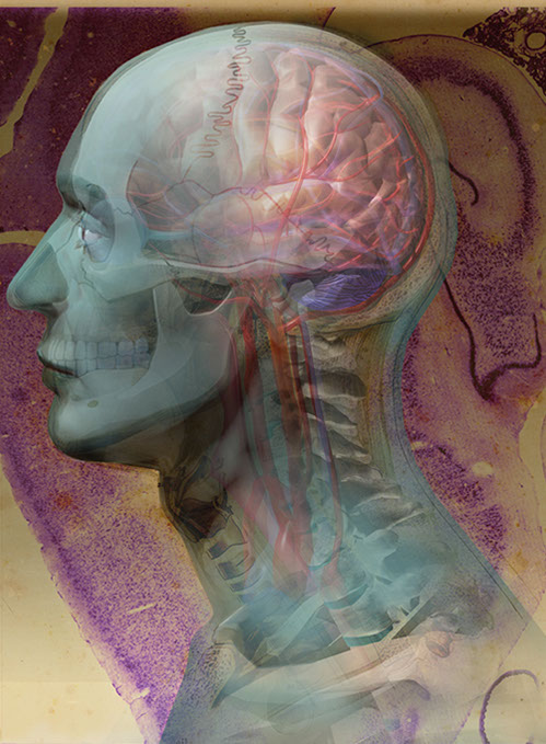 Linda Nye Cover for Nursing 2001.Translucent head and skull with brain and arteries