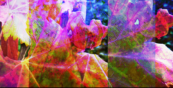 Grape leaf detail from Photo-painting Series