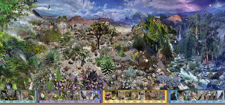 A 36' photocomposite illustration of California landscapes and plants from the ocean to the mountains, day to night. Embeded in the landscape ar