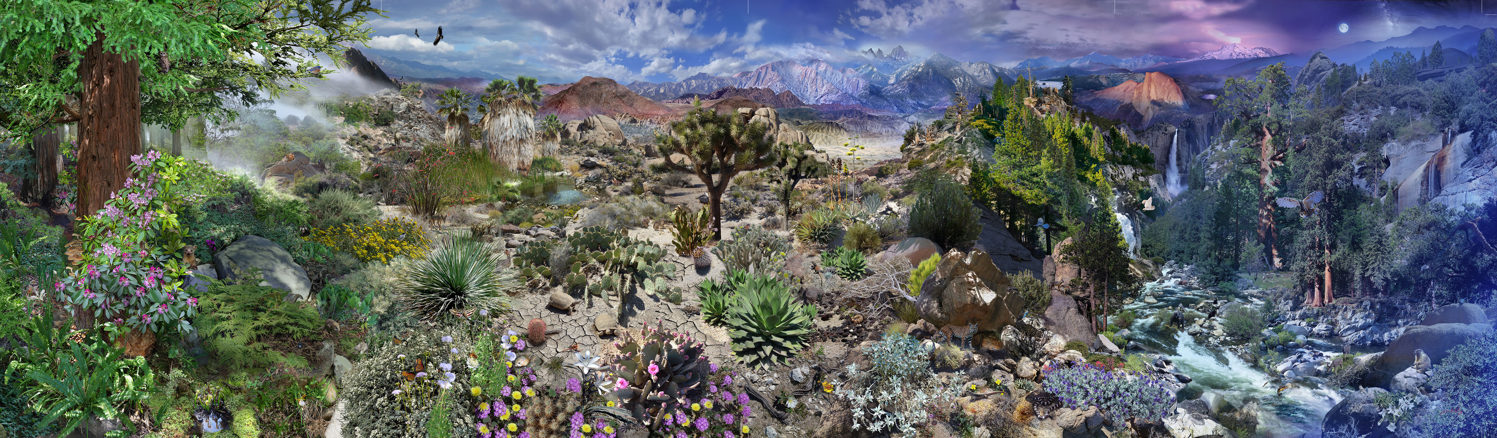 A 36' photocomposite illustration of California landscapes and plants from the ocean to the mountains, day to night. Embeded in the landscape ar
