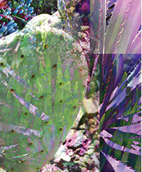 Detail from UCSD Biomedical Library ©Linda Nye 2010-2014